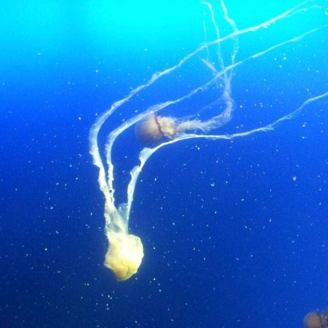 The Jelly Fish and Deep Ocean Marine Life