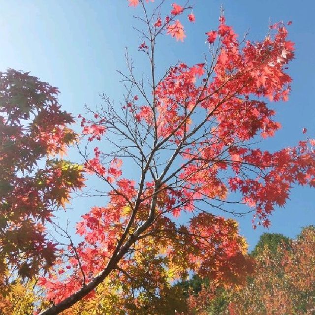 【三瀬高原】紅葉🍁真っ盛り✨三瀬高原カフェ☕の「ワーズワースの庭」