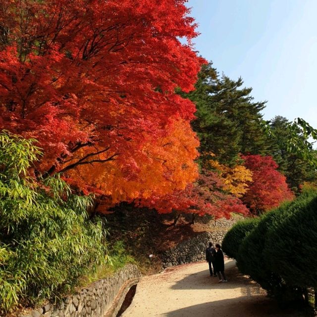 단풍나무 줄지어선 도산서원