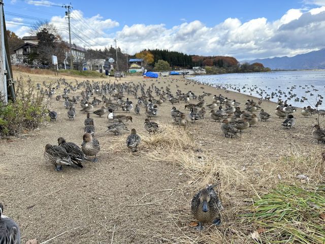 【福島】猪苗代湖とかわいいカモ🦆