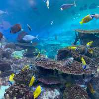 江南超出名水族館🤩Coex Aquarium 