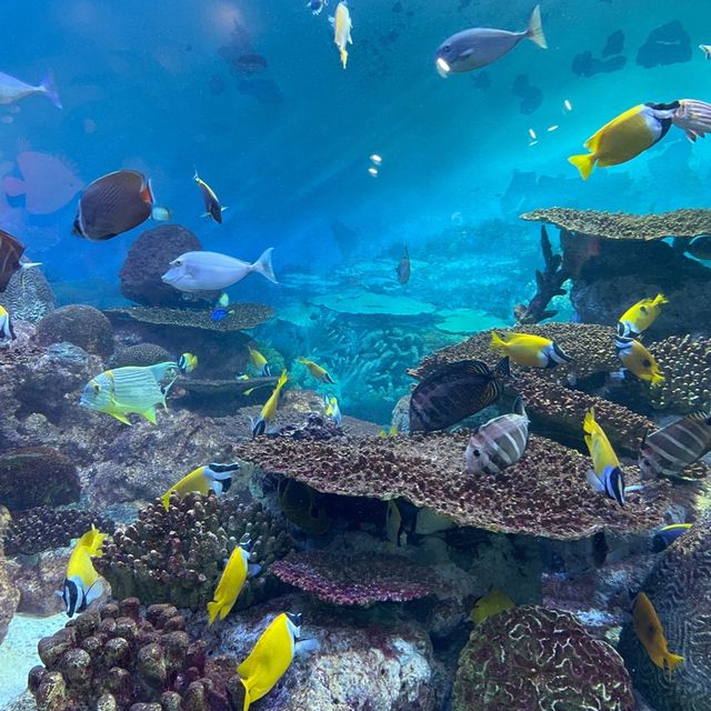 江南超出名水族館🤩Coex Aquarium 