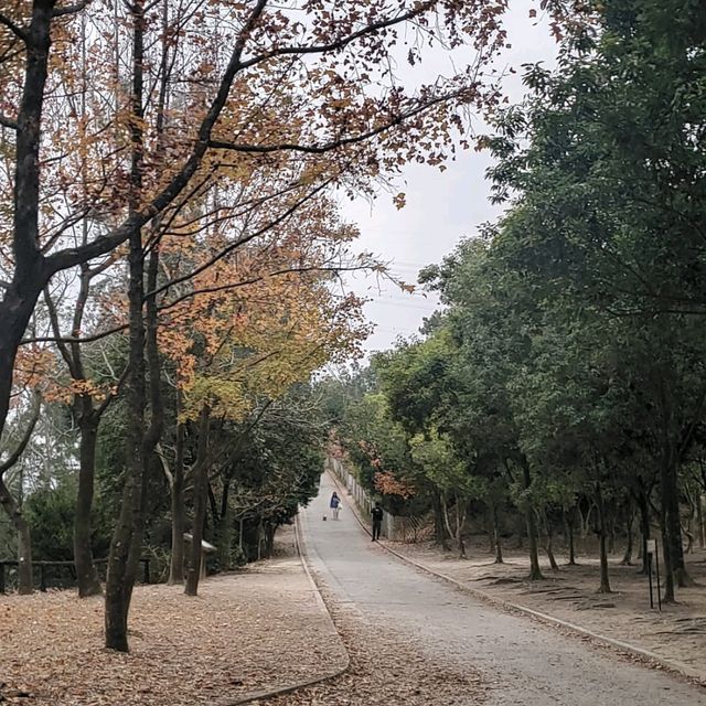 睇紅葉季節~~大棠紅葉🥰🤩😍 睇紅葉季節~~大棠紅葉🥰🤩😍