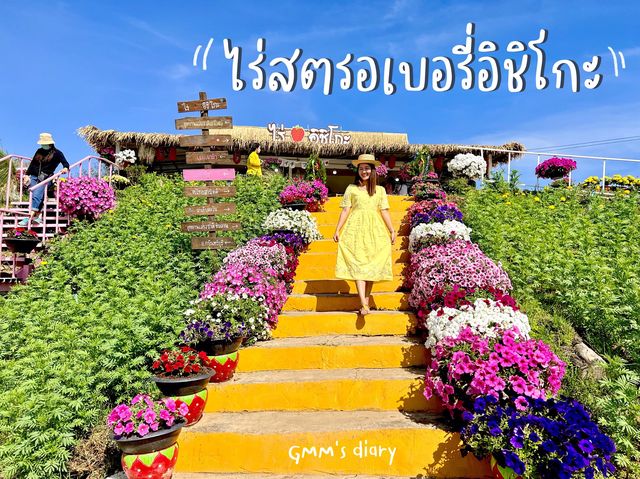 ไร่สตรอเบอรี่อิชิโกะ : วังน้ำเขียว