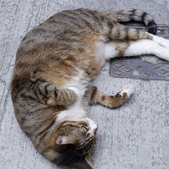 港版貓島之大澳