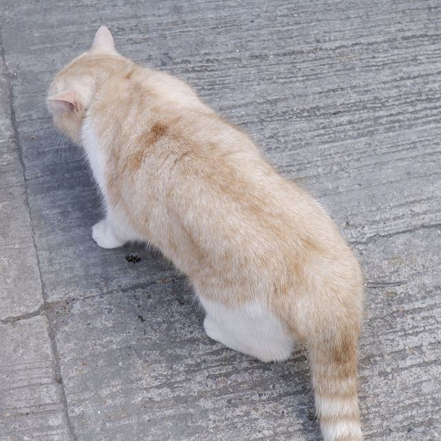 港版貓島之大澳