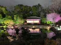 京都　SAKURA 桜めぐり❗️二条城のライトアップされた夜桜に感動❗️
