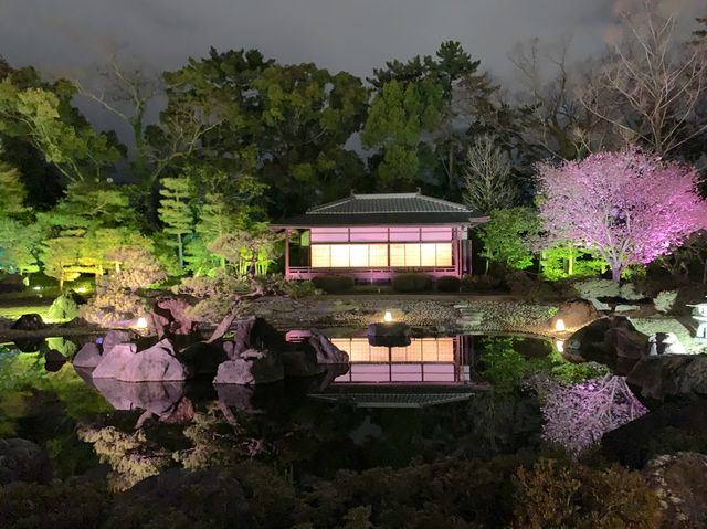 京都　SAKURA 桜めぐり❗️二条城のライトアップされた夜桜に感動❗️