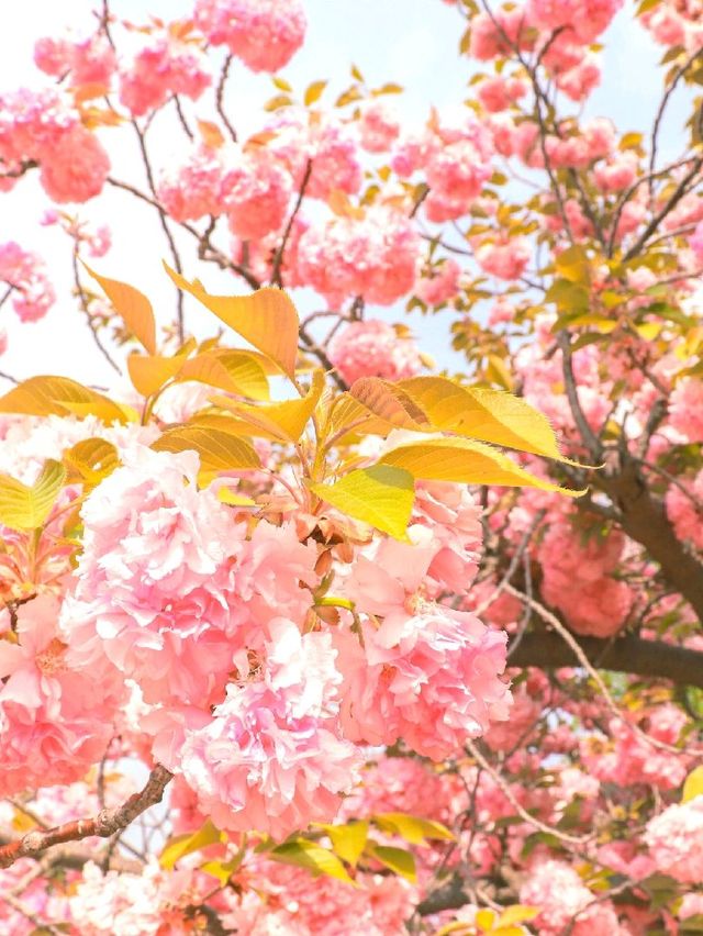 경주 겹벚꽃 명소 