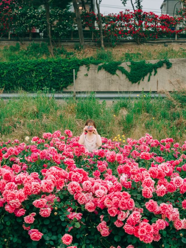 인생샷 가득 서울 장미 명소🌹