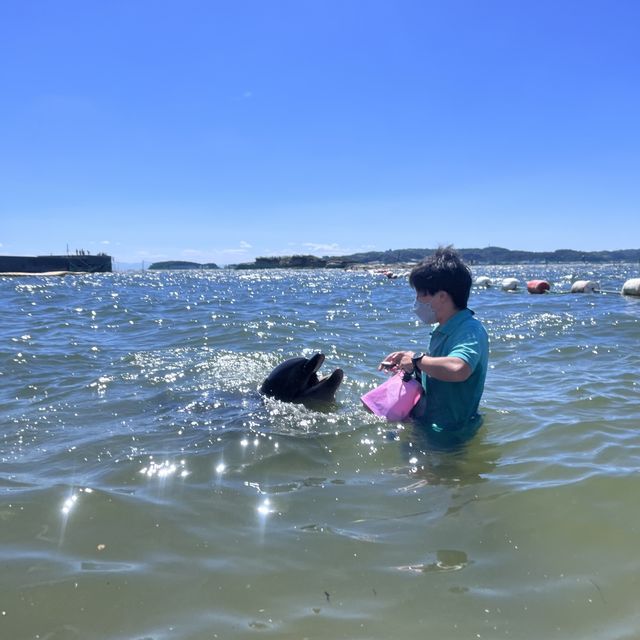 【愛知】日間賀島でドルフィンタッチ🐬