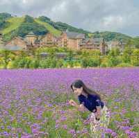 우연히 마주친 보라보라 라일락 버베나💜