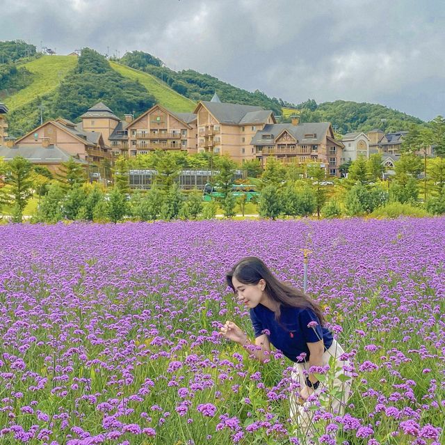 우연히 마주친 보라보라 라일락 버베나💜