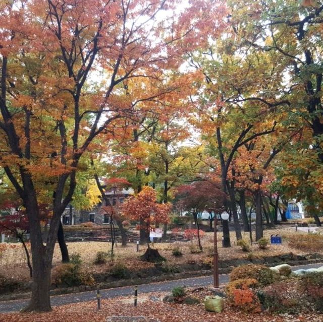 Yonsei University colours of fall