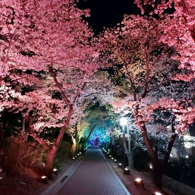 Cherry Blossoms at Bomun  Lake