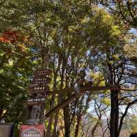 韓国【エバーランド】紅葉とハロウィンが楽しめる動物園🧡