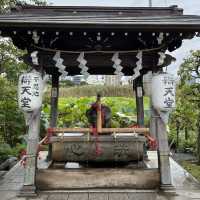 Lotus Blooms at Shinobazu Pond