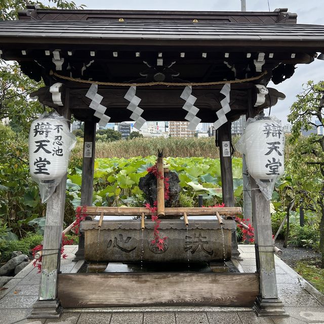 Lotus Blooms at Shinobazu Pond