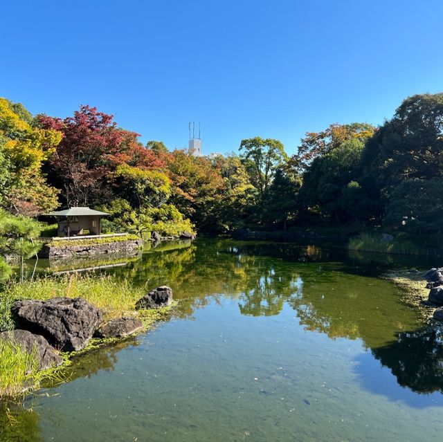 名古屋 楓葉下 的白鳥庭園🍁🍁