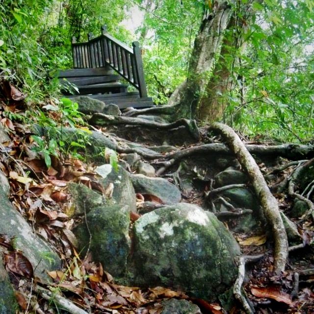 Hiking At Penang National Park