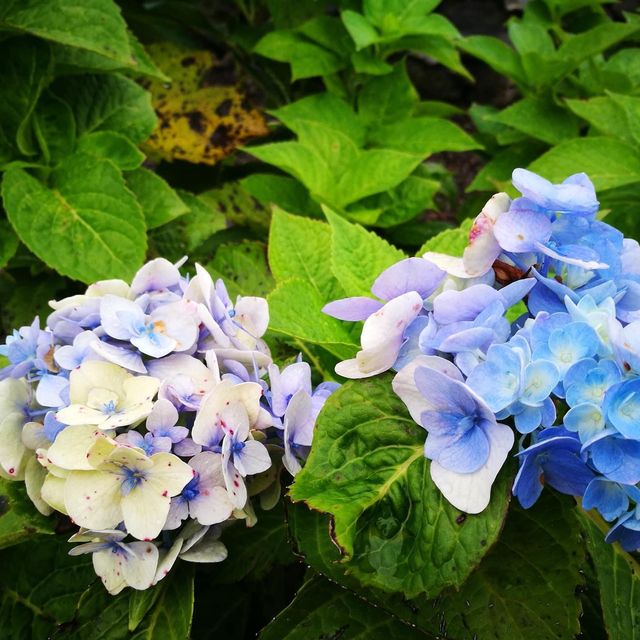 🌸粉紅色的💕心🌷🌸