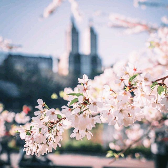 Spring In New York