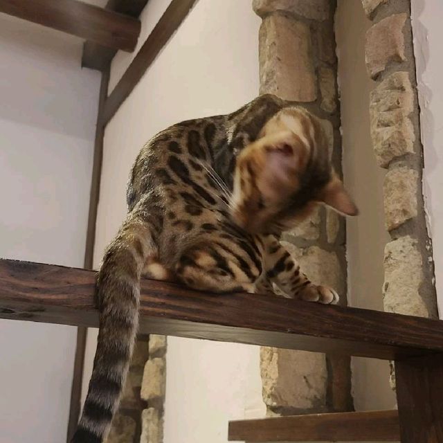 新竹招財咖啡~享受被萌貓包圍😻❤