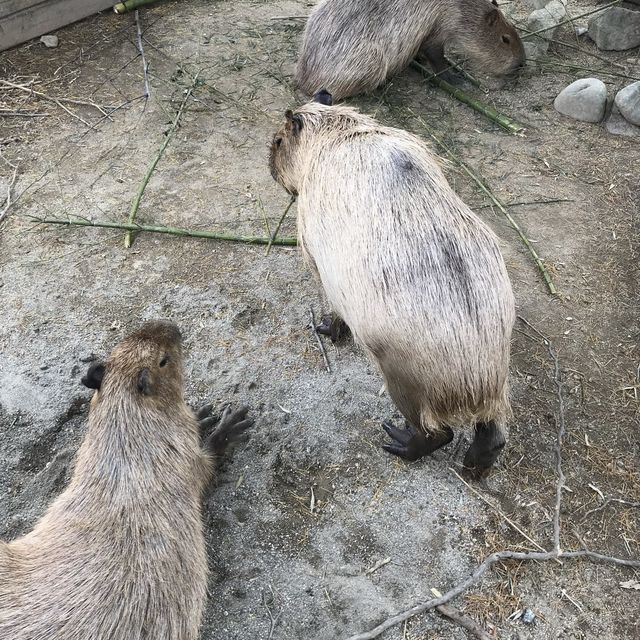 カビパラにハマれた  