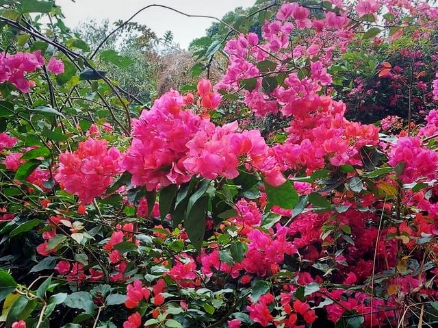路邊的野花不要採@迷霧獅子山拈花惹草