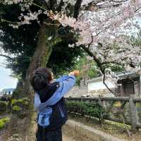桜が見所🌸満開の特別史跡🏯【名古屋城】✨