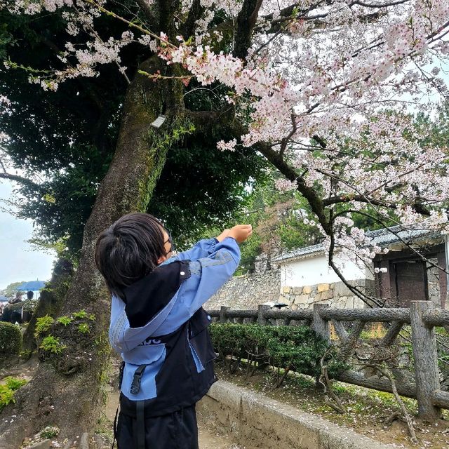 桜が見所🌸満開の特別史跡🏯【名古屋城】✨