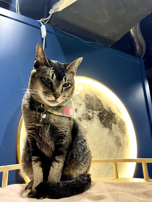 打卡餐廳 🍴有冇人係貓貓控🐱？