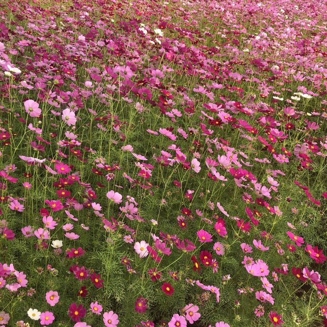 好期待花海開始