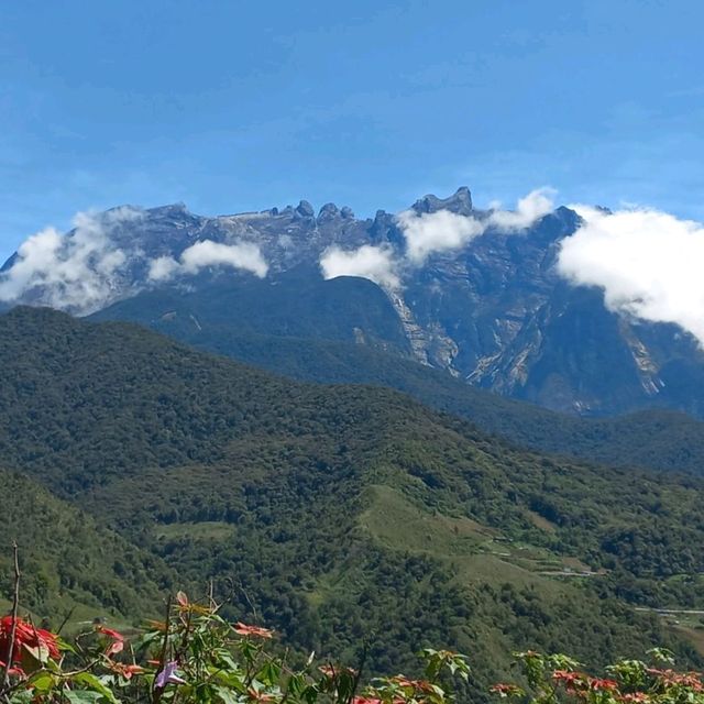 New Zealand in Sabah 🌳