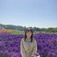 🌸 핑크뮬리와 여러가지 꽃구경이 가능한 경주 첨성대