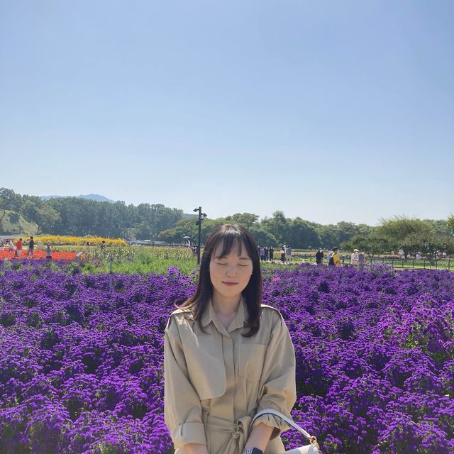 🌸 핑크뮬리와 여러가지 꽃구경이 가능한 경주 첨성대