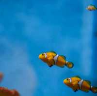 “ Phuket Aquarium ⛱️ แหลมพันวา ภูเก็ต 🐠 🐡🐙🐟