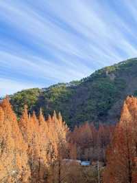 대전 단풍명소로 유명한 장태산🍁