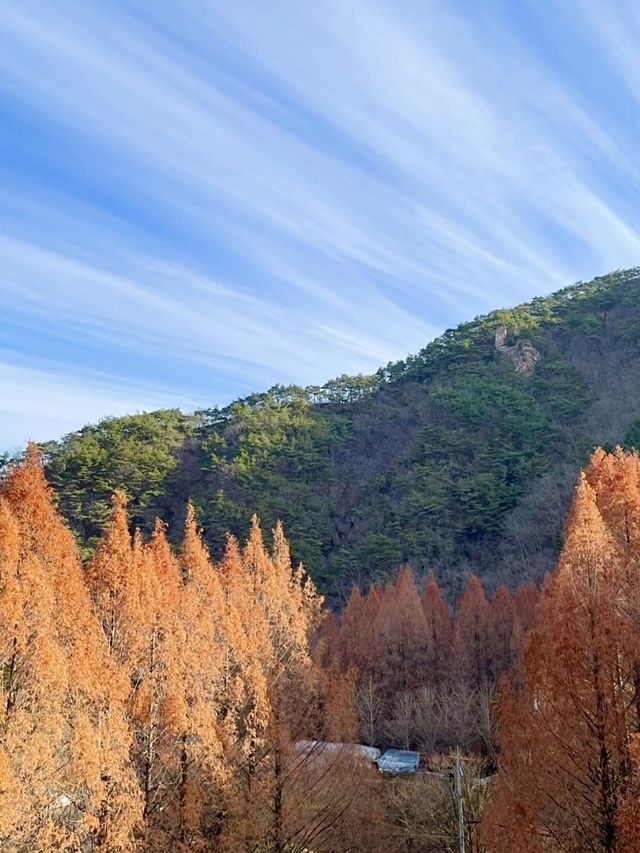 대전 단풍명소로 유명한 장태산🍁