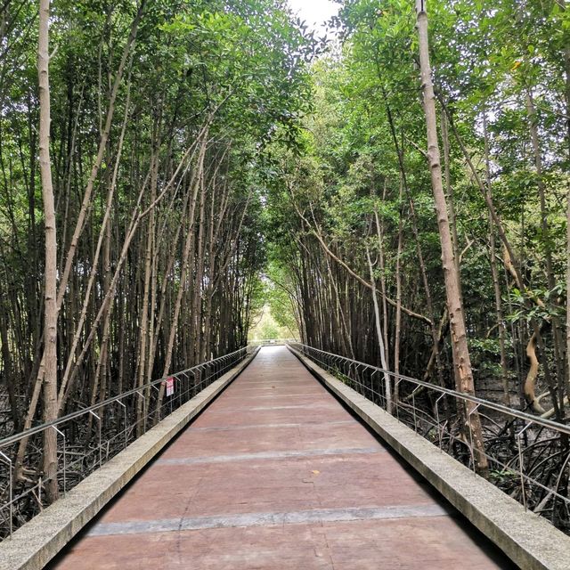 เส้นทางชมป่าโกงกางที่สวนสะพานหิน 