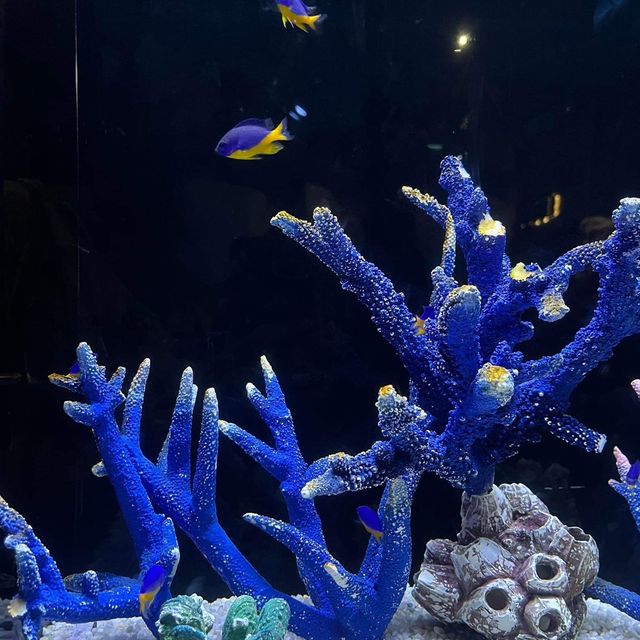 เที่ยวไปในโลกใต้น้ำ 🐠