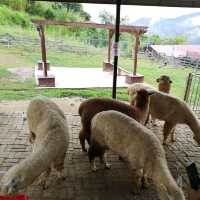 Alpaca Club