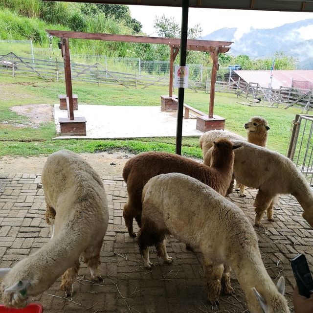 Alpaca Club