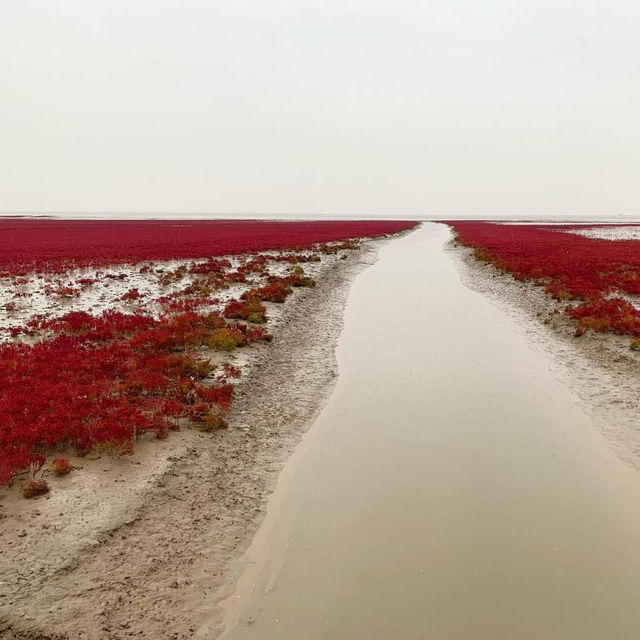 Red Beach in Panjin - China