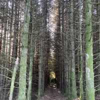 Three Lochs Way-Balloch to Helensburgh 