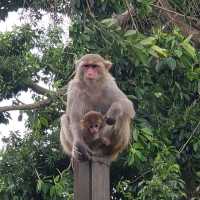 Monkeying around Hong Kong 
