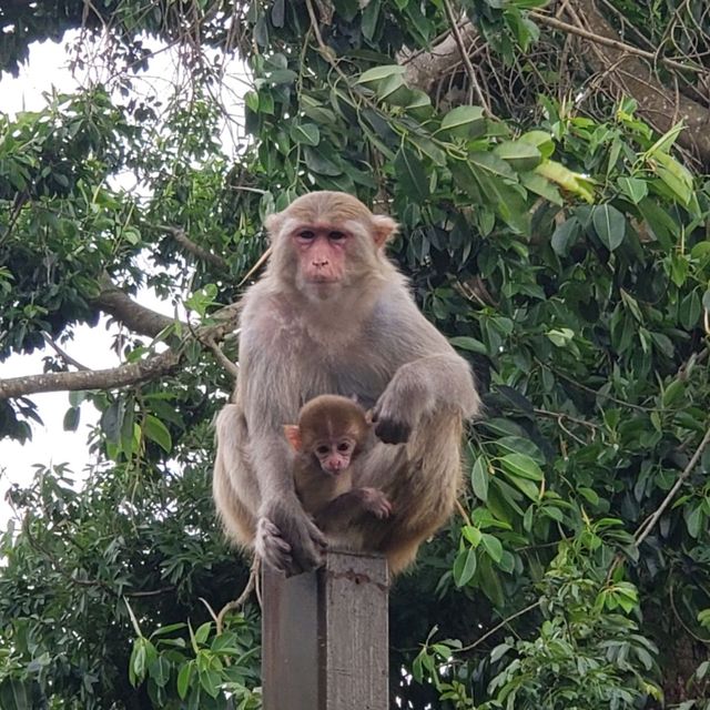 Monkeying around Hong Kong 