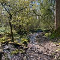 Mugdock Wood & Loch