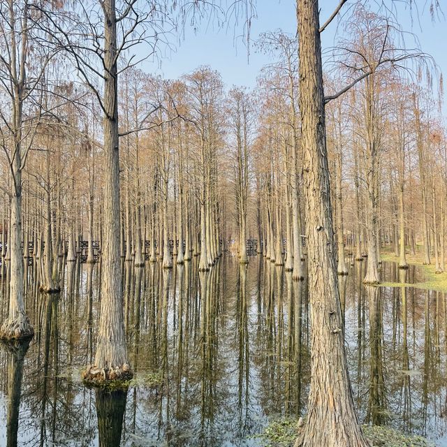 Water Forest, Qingpu🌲🌿