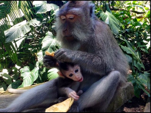 Ubud Monkey Forest 🌳 